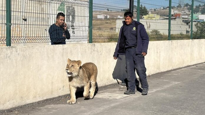 León suelto en calles de Xonacatlán