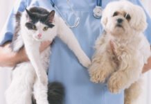 ¿Tienes perro o gato? Estas son las 5 nuevas obligaciones de “La nueva Ley de Protección, Cuidado y Bienestar Animal” Perro y gato en veterinario