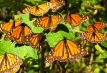 México recibe a la mariposa monarca en la temporada 2024–2025 Mariposas Monarca