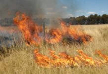 Toluca sancionará quema de pastizales con multas de hasta 117 mil pesos Incendio y quema de pastizales