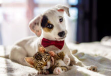 ¿Cómo proteger a tu perro o gato del gusano barrenador? Mascotas - Perro y gato