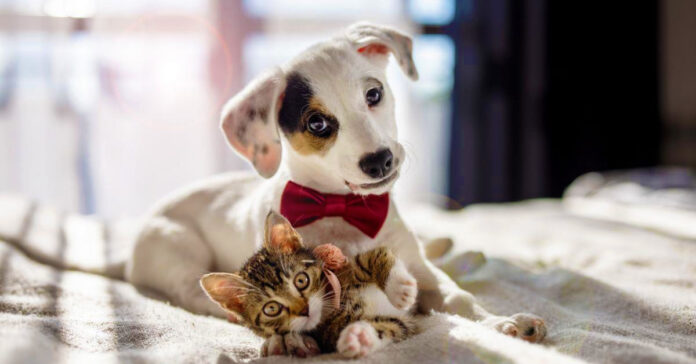 Mascotas - Perro y gato