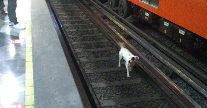 Perrito en las vías del metro