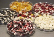 ¿Habrá escasez de granos y alimentos en 2027? Semillas