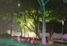 Caída de árbol provoca alerta en pleno centro de Toluca tras fuerte lluvia Caíada de árboles