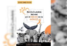 México ocupa tercer lugar mundial en maltrato animal: Activistas organizan marcha Marcha Nacional por los derechos de los animales