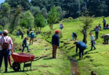 Luis Carballo anuncia reforestación en Lerma: comunidad se une para sembrar árboles y recuperar áreas verdes Personas reforestando - Reforestación