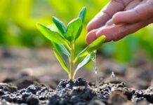 Política & Chill: Los partidos deberían seguir el ejemplo del PVEM Reforestación - árboles - plantar