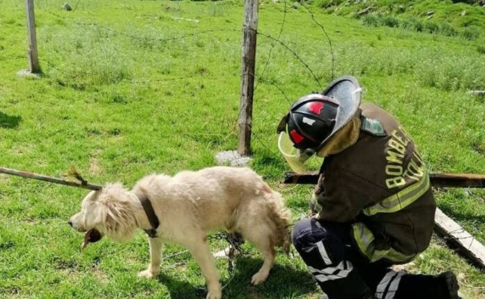 Rescate de perro-bomberos