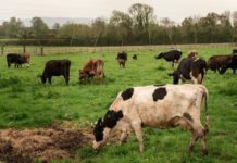 México enfrenta tensiones por nuevas regulaciones ganaderas y brote del gusano barrenador Animales de granja