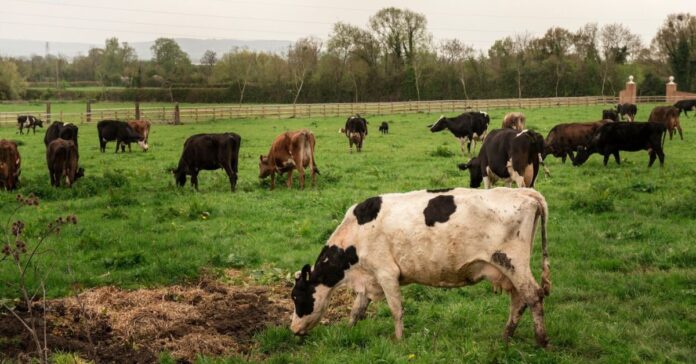 Animales de granja