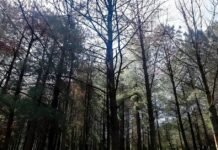 ¿Por qué decimos “toco madera” para evitar la mala suerte? El origen de esta curiosa superstición Pinos - Árboles - Bosque