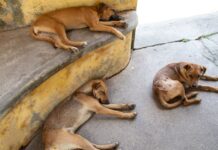 Toluca enfrenta sobrepoblación de perros callejeros; 303,536 perros sin hogar Perros- perros en situación de calle