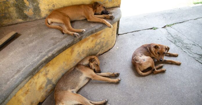 Perros- perros en situación de calle