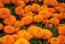 CDMX produce casi 10 millones de plantas de cempasúchil; nueve veces mas que en 2019 Flor-cempasúchil