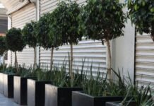 Comercios del centro de Toluca en crisis por inflación y rentas elevadas Macetas-Negocio informal-Toluca