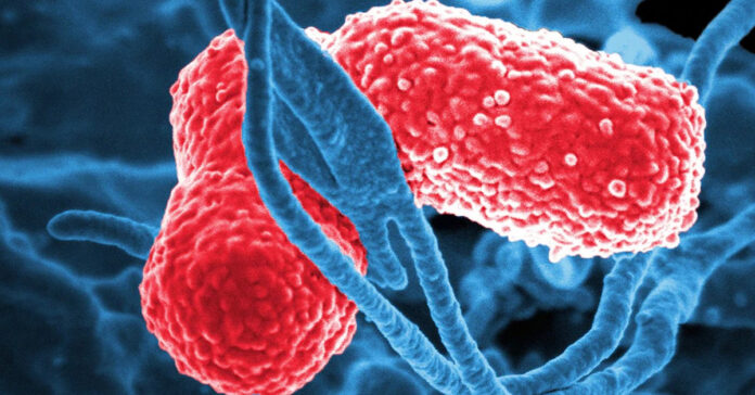 Bacteria Klebsiella oxytoca