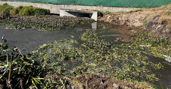 Río con Lirio Acuático