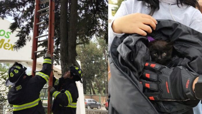 bomberos-rescate-gato