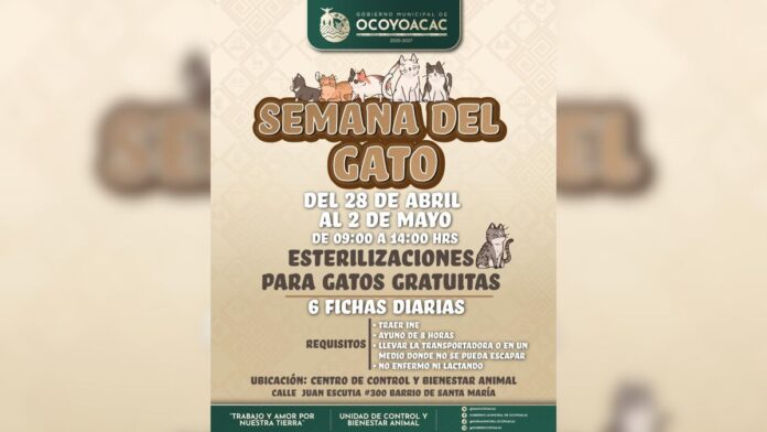 Semana del gato- esterilización