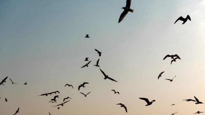 Aves-volar