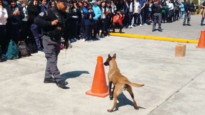 Ejercicio de seguridad y prevención canina-Toluca