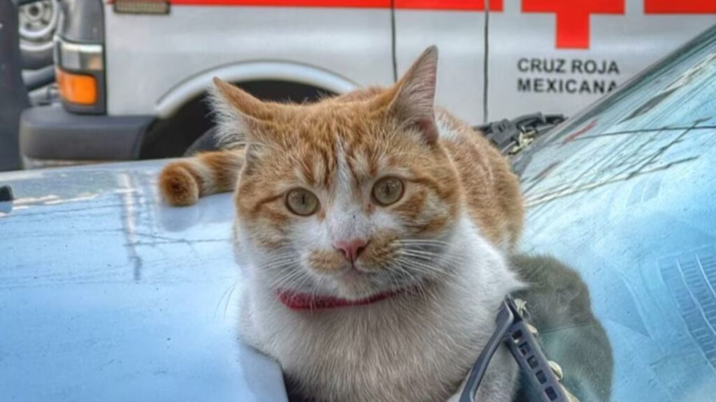 Cruzberto-gato-Cruz roja mexicana-Toluca
