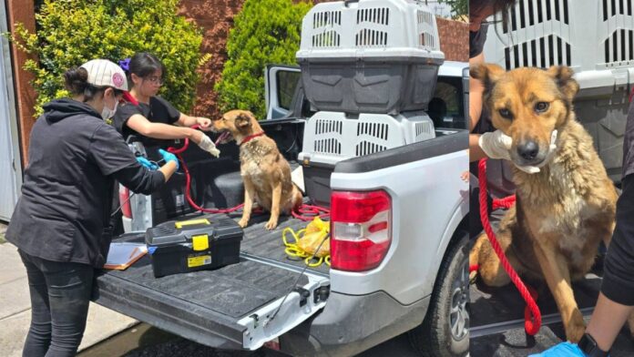 Rescate de perro-bienestar animal