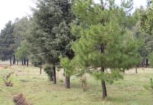 Toluca avanza en plan integral para fortalecer el arbolado urbano Árboles-Zonas verdes-Toluca