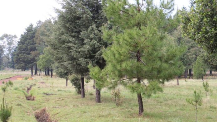 Árboles-Zonas verdes-Toluca