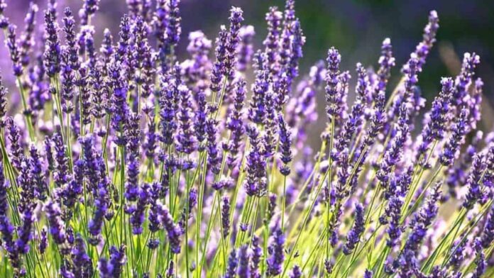 Lavanda-Flor