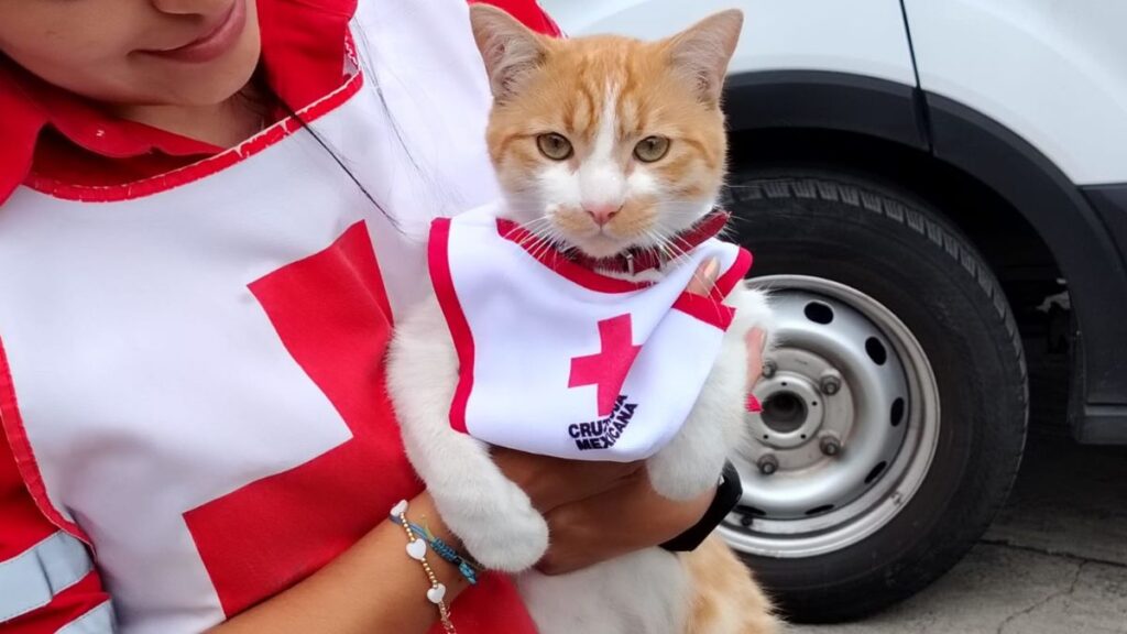 Cruzberto gatito perteneciente a la Cruz Roja Mexicana Toluca