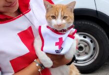 Lamentable: “Cruzberto” el gato de la Cruz Roja Toluca, fallece tras imprudencia vial Cruzberto gatito perteneciente a la Cruz Roja Mexicana Toluca