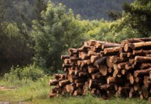 Operativos en Ocuilan y municipios boscosos del Edomex logran decomiso de madera ilegal Madera-Troncos-Tala