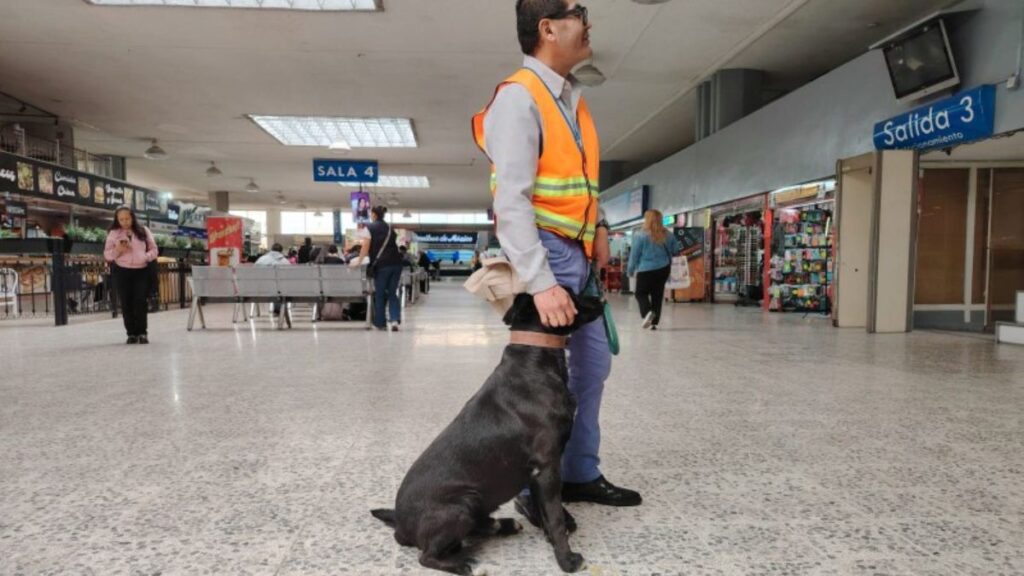 Oso perro guardián-Terminal Toluca