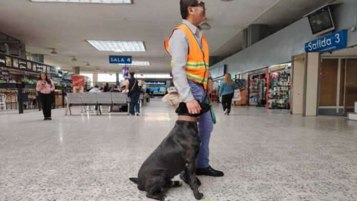 Oso perro guardián-Terminal Toluca