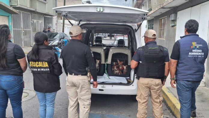 Rescate de 36 perritos en situación de abandono- Metepec