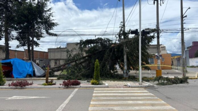 Árbol caído-Zinacantepec-Fuertes vientos