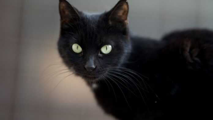 Gato negro
