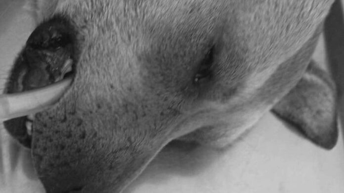 Perrita embarazada fallece-Maltrato en Galerías Toluca