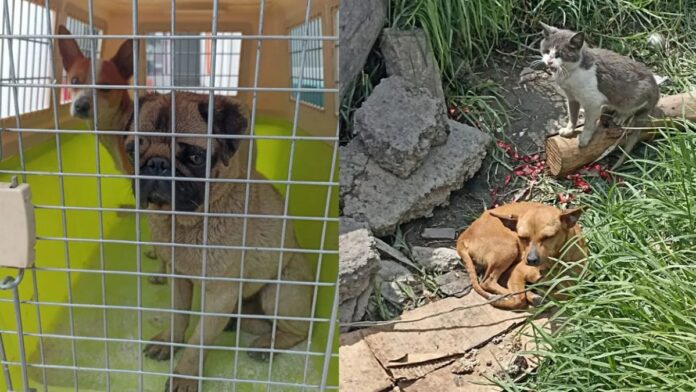 Rescatan a tres perros y un gato-Maltrato Animal-Santa María Totoltepec