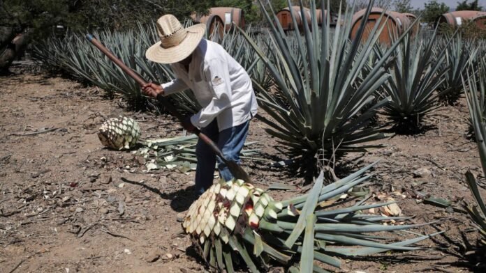 Agave-Mezcal Agave-Mezcal