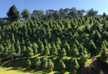 Abraham Jeronimo Villarreal Soto destaca en foros ambientales por su visión sobre el desarrollo sostenible Árboles de navidad naturales