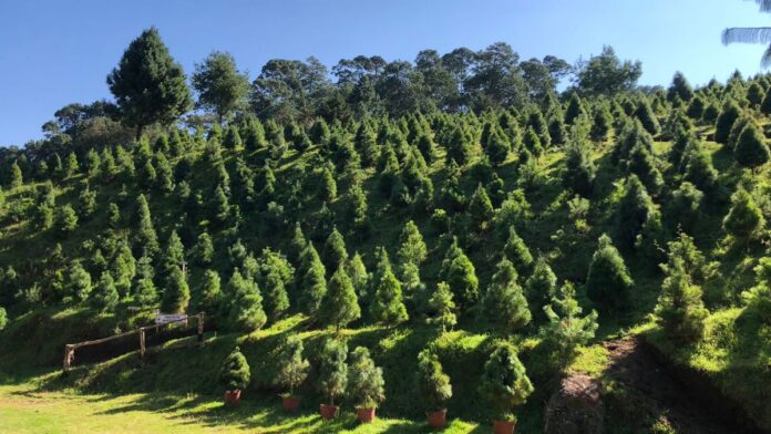 Árboles de navidad naturales Árboles de navidad naturales