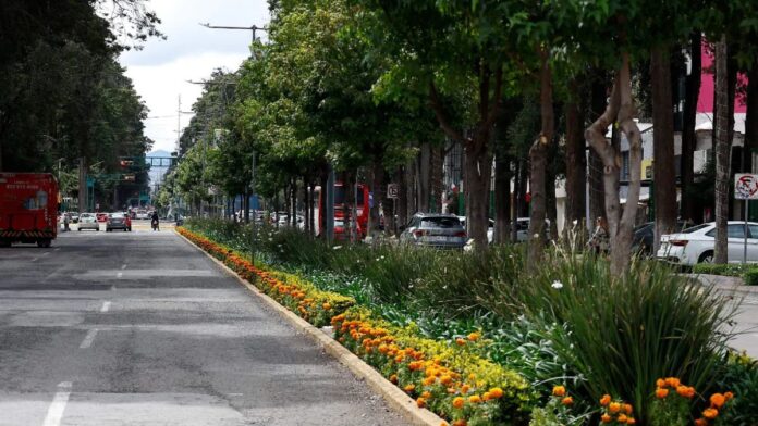 Árboles en peligro-Paseo Colón-Toluca. Imagen obtenida de: El sol de Toluca. Árboles en peligro-Paseo Colón-Toluca. Imagen obtenida de: El sol de Toluca.