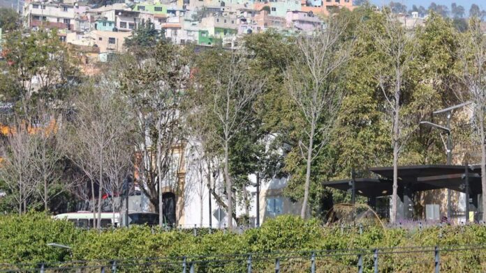 Árboles-toluc-Estrés-Hídrico