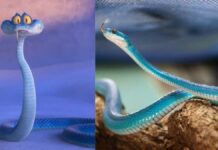 ¿Zootopia 2 genera venta ilegal de serpientes azules en China? Serpiente azul-Gary-Zootopia 2
