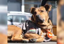 Solovino, el perro adoptado por una gasolinera en Toluca Solovino-Perrito de una gasolinera-Toluca