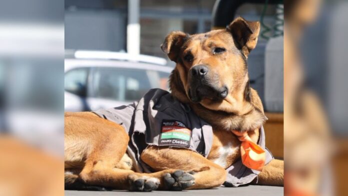 Solovino-Perrito de una gasolinera-Toluca Solovino-Perrito de una gasolinera-Toluca