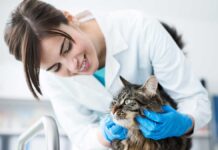 Carlos Prats García y la importancia de la medicina preventiva en mascotas